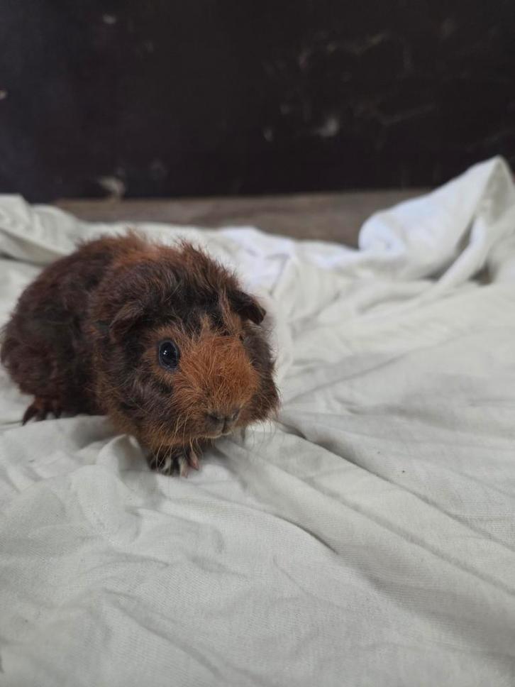 Te koop jonge cavia's zeugjes beertjes, Dieren en Toebehoren, Knaagdieren, Meerdere dieren, Cavia, Oktober
