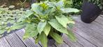 Brugmansia in pot. Trompetplant, Ophalen, Zomer, Overige soorten, Volle zon