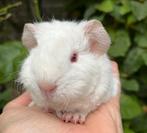 Lief wit Rex teddy cavia zeugje, Dieren en Toebehoren, Vrouwelijk, Cavia, Na 1 juli 2024, Tam
