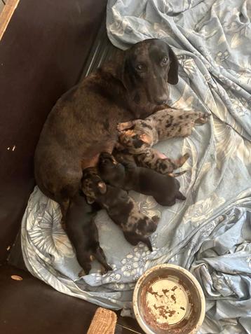 Teckel Puppy’s - Black & Tan, Merle, Dapple beschikbaar voor biedingen