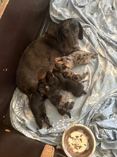 Teckel Puppy’s - Black & Tan, Merle, Dapple, Dieren en Toebehoren, Honden | Teckels en Dashonden, Meerdere dieren, Korthaar, Dwerg
