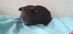 Jonge beertjes/lavendel/blauw/choco/driekleur/goud/wit..., Dieren en Toebehoren, Cavia, Mannelijk, Mei, Tam