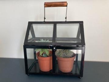 Kamerplanten cactus, vetplant in zwart kweekkastje