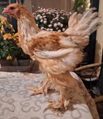 Nog één prachtige Brahma groothoender te koop!, Dieren en Toebehoren, Pluimvee, Geslacht onbekend, Kip