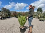 Yucca faxoniana te koop, Tuin en Terras, Planten | Tuinplanten, Zomer, Vaste plant, Overige soorten, Verzenden