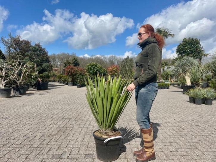 Yucca faxoniana te koop, Tuin en Terras, Planten | Tuinplanten, Vaste plant, Overige soorten, Volle zon, Zomer, Verzenden