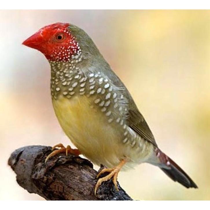 Tropische vogels gezocht, Dieren en Toebehoren, Vogels | Overige Vogels, Meerdere dieren, Geringd