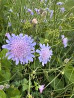 Duifkruid lila, Volle zon, Vaste plant, Zomer, Ophalen