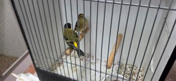 Koppel zwartkop sijzen beschikbaar voor biedingen