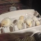 Conchin kuikens, Dieren en Toebehoren, Pluimvee, Meerdere dieren, Kip