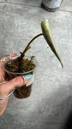 Philodendron Gloriosum, Huis en Inrichting, Overige soorten, Minder dan 100 cm, Ophalen of Verzenden, Halfschaduw