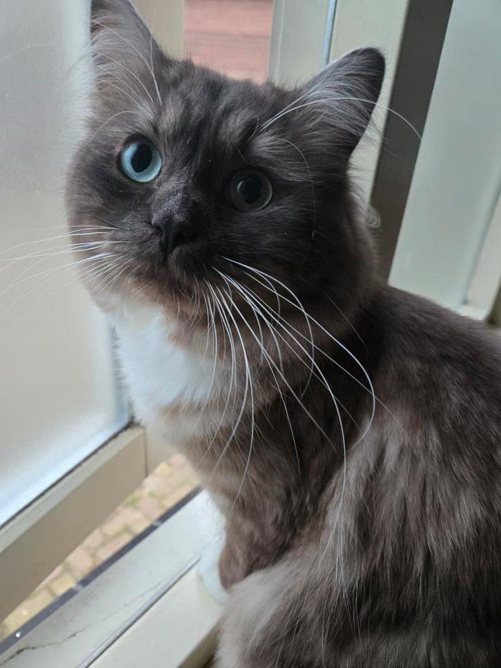 Ragdoll dekkater (niet te koop), Dieren en Toebehoren, Katten en Kittens | Dekkaters