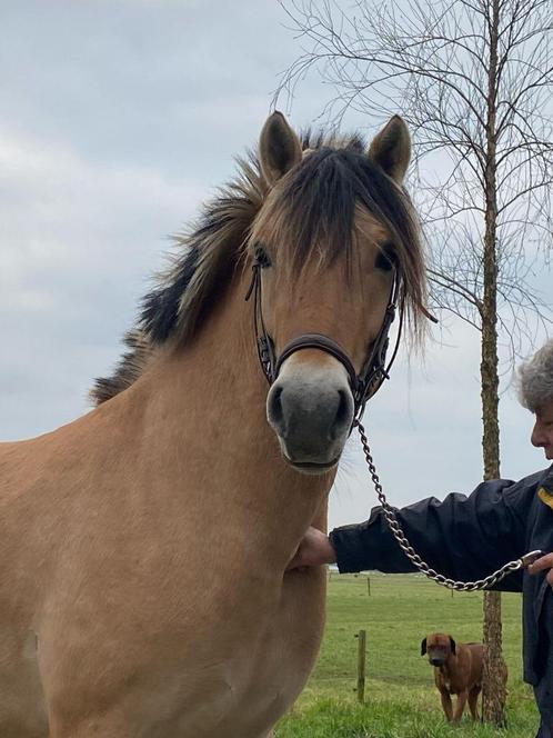 3-jarige fjorden hengst, Dieren en Toebehoren, Pony's, Hengst, Onbeleerd, A pony (tot 1.17m), Recreatiepony, 3 tot 6 jaar, Met stamboom