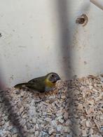 Kleine Cuba vink pop, Dieren en Toebehoren, Vogels | Overige Vogels, Meerdere dieren, Tropenvogel