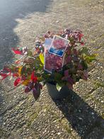 Leucothoe Zeblid - Prachtige sierheester voor uw tuin!, Tuin en Terras, Ophalen, Bodembedekkers, Vaste plant, Halfschaduw