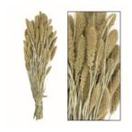 Partij Bos droogbloemen Setaria - Wit (80 stuks), Ophalen of Verzenden, Nieuw