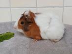schittend jong cavia zeugje, Dieren en Toebehoren, Knaagdieren, Oktober, Vrouwelijk, Cavia