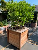 Meerstammige Citrus / sinaasappel boom in hardhouten bak op, Tuin en Terras, Planten | Bomen, Ophalen, In pot, Overige soorten