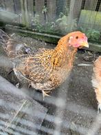 Legkip kip leg hen te koop, Dieren en Toebehoren, Pluimvee, Vrouwelijk, Kip