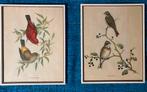 Antieke brocante prints Vogels, Antiek en Kunst, Ophalen of Verzenden