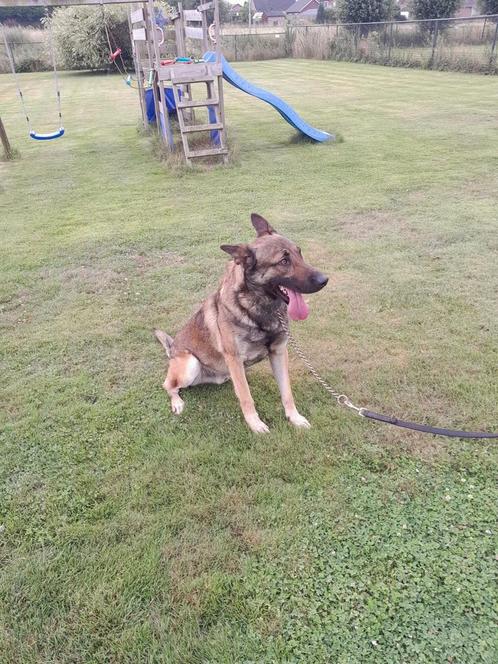 Mechelse herder zoekt nieuw baasje, Dieren en Toebehoren, Honden | Herdershonden en Veedrijvers, Reu, Herder, Particulier, Eén hond