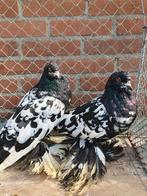 Hollandse kroppers diverse kleuren, Dieren en Toebehoren, Vogels | Duiven, Meerdere dieren, Kropper