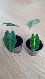 Alocasia Micholitziana / Frydek, Ophalen of Verzenden, Overige soorten, Minder dan 100 cm