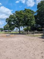 24/7 paddock met weide en inloopstal 2 plekken, Weidegang