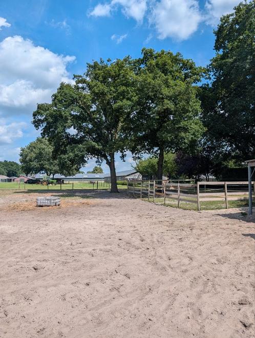 24/7 paddock met weide en inloopstal 2 plekken, Dieren en Toebehoren, Stalling en Weidegang, Weidegang