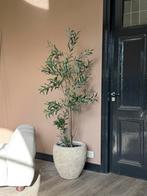 Olijfboom in pot - Sfeervolle plant!, Huis en Inrichting, 100 tot 150 cm, Overige soorten, In pot, Groene kamerplant