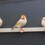 Isabel witkop major putter pop 2025, Dieren en Toebehoren, Vogels | Overige Vogels, Vrouwelijk, Wildzangvogel, Geringd