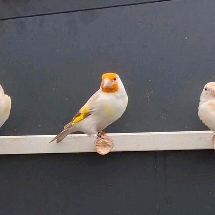 Isabel witkop major putter pop 2025, Dieren en Toebehoren, Vogels | Overige Vogels, Wildzangvogel, Vrouwelijk, Tam, Geringd