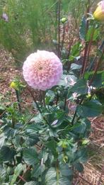 Biologische groente en bloemenzaden uit eigen moestuin., Ophalen of Verzenden, Voorjaar, Volle zon, Zaad