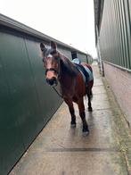 lieve betrouwbare ruin te koop, Ruin, Dressuurpaard, Zadelmak, Ontwormd