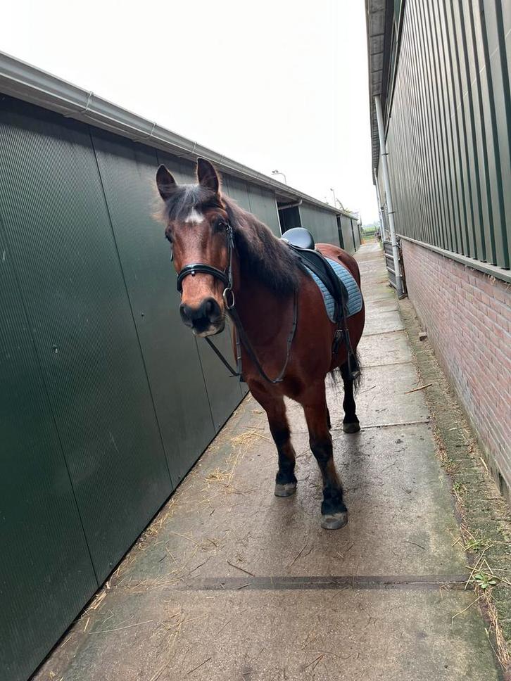 lieve betrouwbare ruin te koop, Dieren en Toebehoren, Paarden, Ruin, Zadelmak, 165 tot 170 cm, 11 jaar of ouder, Dressuurpaard