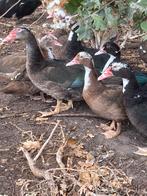 Kaapse eenden, Dieren en Toebehoren, Pluimvee, Meerdere dieren, Eend