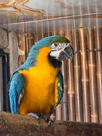 Lieve ara, Vrouwelijk, Papegaai