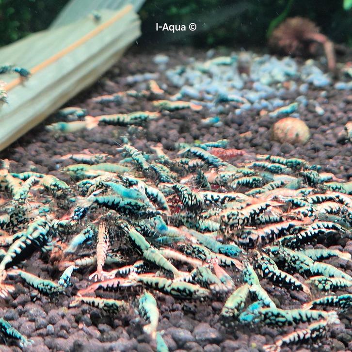 Aanbieding 10+2 Galaxy Boa mix garnalen aquarium bezorging, Dieren en Toebehoren, Vissen | Aquariumvissen, Kreeft, Krab of Garnaal