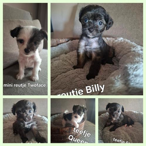 Bijzondere Naakthond x Chihuahua Puppy’s, Dieren en Toebehoren, Honden | Chihuahua's en Gezelschapshonden, Meerdere dieren, Chihuahua