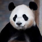 4 tickets voor ouwehands dierenpark dierentuin rhenen, Drie personen of meer, Ticket of Toegangskaart