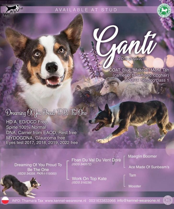 Border Collie met FCI stamboom ter dekking (niet tekoop), Dieren en Toebehoren, Honden | Herdershonden en Veedrijvers, Reu, Collie