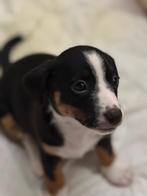 Jack Russel pups, Dieren en Toebehoren, Honden | Jack Russells en Terriërs, België, Particulier, Jack Russell Terriër, Meerdere