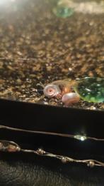 MOOIE JONGE POSTHOORNSLAKKEN -DIRECT OP TE HALEN, Dieren en Toebehoren, Slak of Weekdier