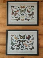 Posters vlinders inclusief lijst, Minder dan 50 cm, Ophalen of Verzenden, Zo goed als nieuw, Minder dan 50 cm