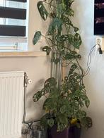 monstera adansonii, Huis en Inrichting, Kamerplanten, 100 tot 150 cm, Overige soorten, In pot, Groene kamerplant