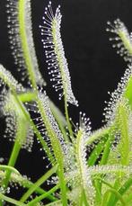 Zonnedauw  (Drosera capensis 'Alba'), Huis en Inrichting, Kamerplanten, Overige soorten, Ophalen of Verzenden