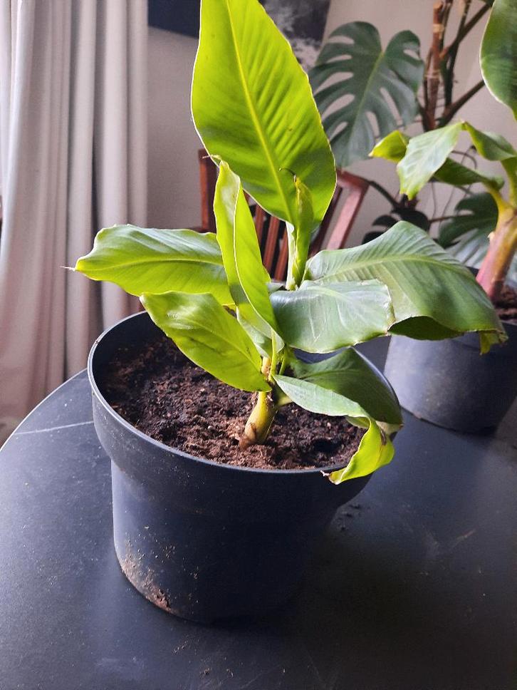 Te koop kamerplant Banaan, Huis en Inrichting, Kamerplanten, Overige soorten, Minder dan 100 cm, Groene kamerplant, Volle zon