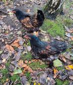 Brahma hanen zwart goud gezoomd, Dieren en Toebehoren, Mannelijk, Kip