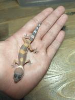 jonge/ baby luipaardgekko, Hagedis, 0 tot 2 jaar