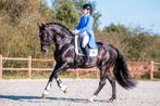 Gloednieuwe dressuur slipjas Animo, Ophalen of Verzenden, Nieuw, Dressuur, Bovenkleding